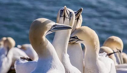 奎尔南亚主场糟糕，面临保级压力