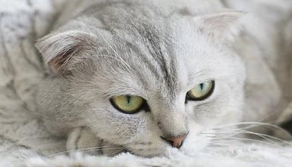 荷兰成功挺进欧国联半决赛，奥地利意外落败