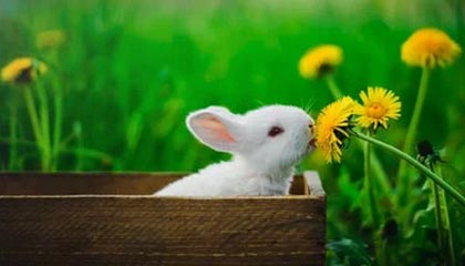 社会治主场战胜对手，保持领先优势